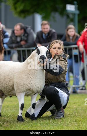 Agricoltori che mostrano pecore al Royal Three Counties Show tenutosi a Malvern, Regno Unito. Foto Stock