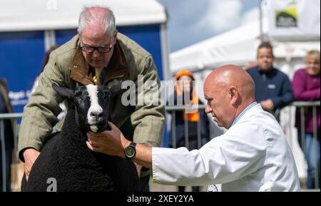 Agricoltori che mostrano pecore al Royal Three Counties Show tenutosi a Malvern, Regno Unito. Foto Stock