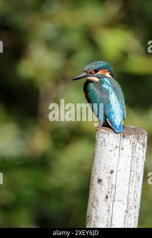 KingFisher Alcedo atthis, grosso becco nero maschio, retro blu elettrico, ali e testa arancioni sottoscocca e guance bianche gola e lati del collo Foto Stock