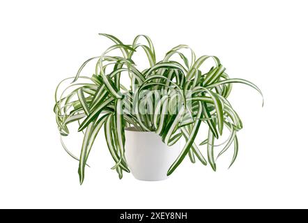 Impianto domestico Chlorophytum Comosum in vaso di fiori bianco isolato su sfondo bianco con percorso di ritaglio Foto Stock