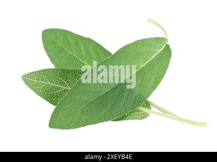 Foglie di salvia fresche isolate su sfondo bianco. Foglie di Salvia Officinalis. Erbe medicinali e culinarie. Tracciato di ritaglio Foto Stock