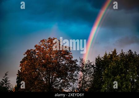 Un ricco arcobaleno su alberi autunnali arancioni e sempreverdi. Tramonto dopo la tempesta. Cielo nuvoloso. Foto Stock