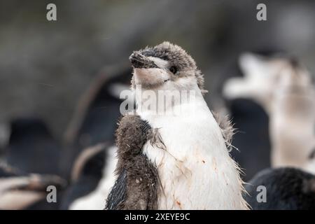 Pinguino Chinstrap. Foto Stock