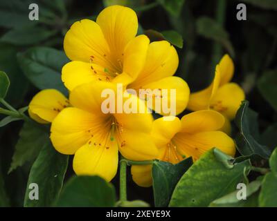 Alba dorata Foto Stock