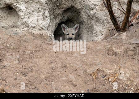 Cucciolo di sciacallo a righe laterali. Foto Stock