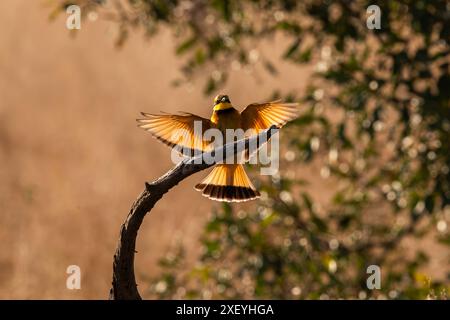 Gli apicoltori africani atterrano su un ramo sagomato dal sole che tramonta. Foto Stock