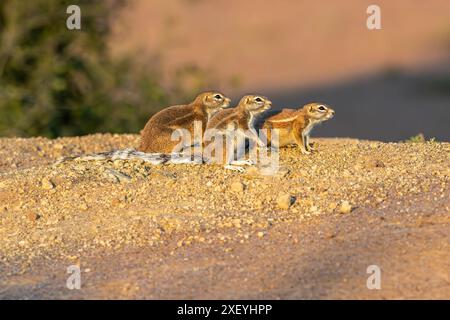 Lo scoiattolo a righe africano si gode il sole della tarda sera. Foto Stock