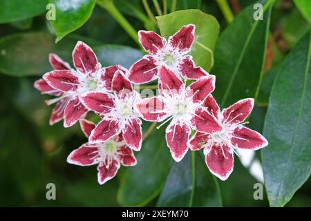 Rosso e bianco Kalmia latifolia «Galaxy», alloro di montagna, in fiore. Foto Stock