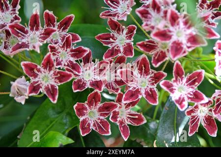 Rosso e bianco Kalmia latifolia «Galaxy», alloro di montagna, in fiore. Foto Stock