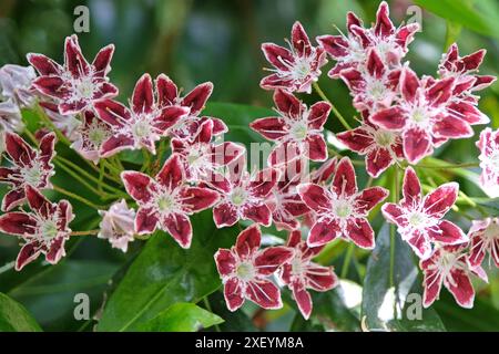 Rosso e bianco Kalmia latifolia «Galaxy», alloro di montagna, in fiore. Foto Stock