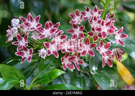 Rosso e bianco Kalmia latifolia «Galaxy», alloro di montagna, in fiore. Foto Stock