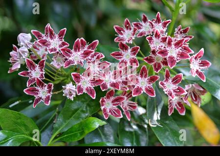 Rosso e bianco Kalmia latifolia «Galaxy», alloro di montagna, in fiore. Foto Stock