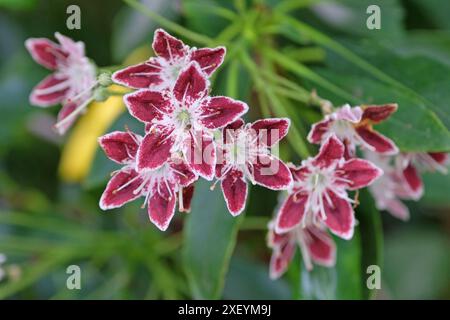 Rosso e bianco Kalmia latifolia «Galaxy», alloro di montagna, in fiore. Foto Stock