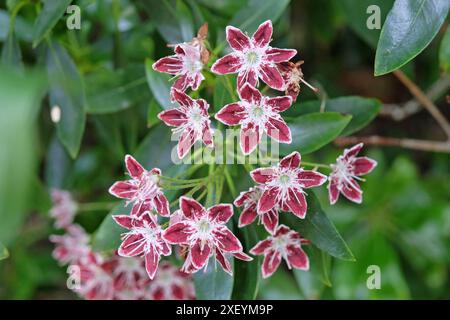 Rosso e bianco Kalmia latifolia «Galaxy», alloro di montagna, in fiore. Foto Stock