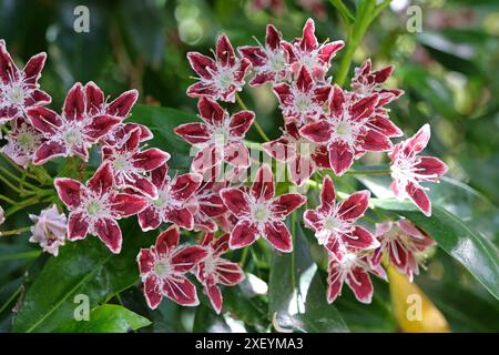 Rosso e bianco Kalmia latifolia «Galaxy», alloro di montagna, in fiore. Foto Stock