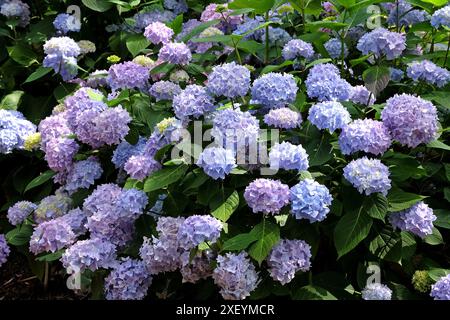 Mophead Hydrangea macrophylla blu e viola «Endless Summer» in fiore. Foto Stock
