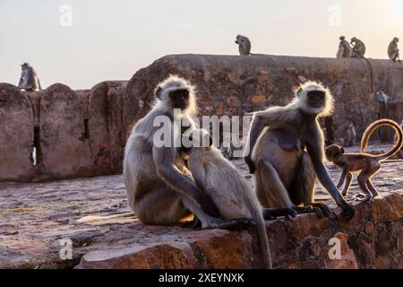 Scimmie grigie di langur (Semnopithecus entellus) al Parco Nazionale di Ranthambore, Rajasthan, India settentrionale Foto Stock