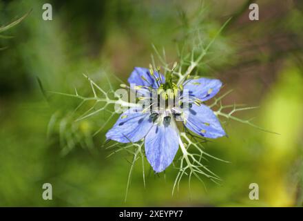 Primo piano del colore azzurro di Nigella damascena, meglio conosciuto come fiore Love-in-a-Mist Foto Stock