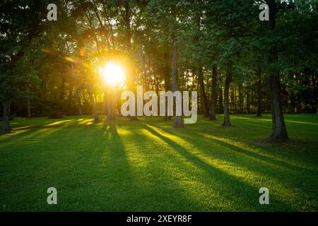 Il sole splende tra gli alberi nel cortile, South Carolina USA Foto Stock