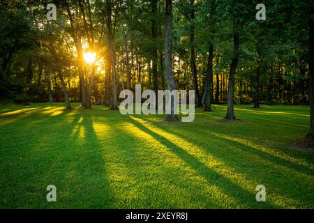 Il sole splende tra gli alberi nel cortile, South Carolina USA Foto Stock