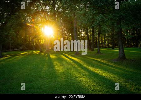 Il sole splende tra gli alberi nel cortile, South Carolina USA Foto Stock