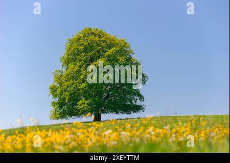 Buche als Einzelbaum Eine prächtige Buche steht als Einzelbaum auf einem Hügel *** Faggio come un unico albero Un magnifico faggio si erge come un unico albero Foto Stock