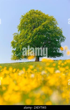 Buche als Einzelbaum Eine prächtige Buche steht als Einzelbaum auf einem Hügel *** Faggio come un unico albero Un magnifico faggio si erge come un unico albero Foto Stock