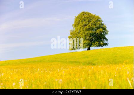 Buche als Einzelbaum Eine prächtige Buche steht als Einzelbaum auf einem Hügel *** Faggio come un unico albero Un magnifico faggio si erge come un unico albero Foto Stock