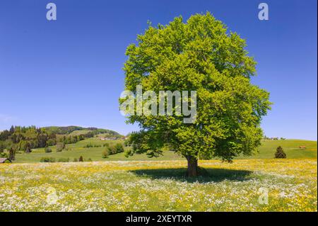 Buche als Einzelbaum Eine prächtige Buche steht als Einzelbaum auf einem Hügel *** Faggio come un unico albero Un magnifico faggio si erge come un unico albero Foto Stock