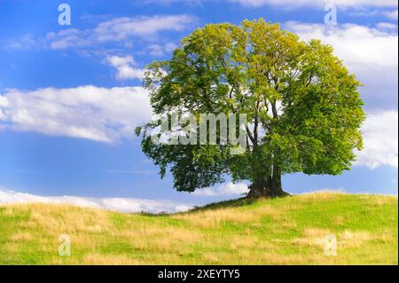 Buche Einzelbaum Eine prächtige Buche steht als Einzelbaum auf einem Hügel *** su una collina sorge Un unico faggio Foto Stock