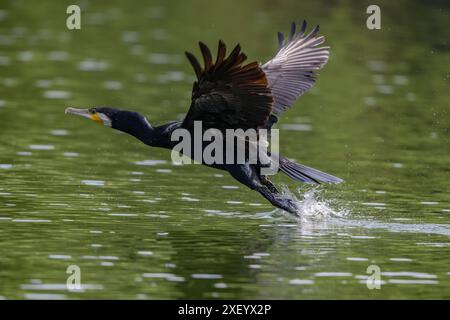 Un uccello cormorano in volo sul lago Skadar, Montenegro Foto Stock