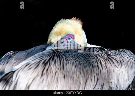 Florida Brown Pelican, riposante con uno sfondo scuro Foto Stock