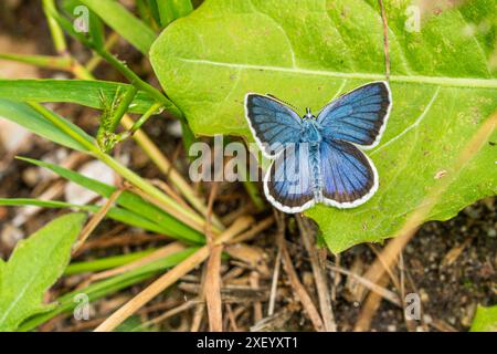 Il blu con borchie d'argento (Plebejus argus) è una farfalla della famiglia Lycaenidae. Foto Stock