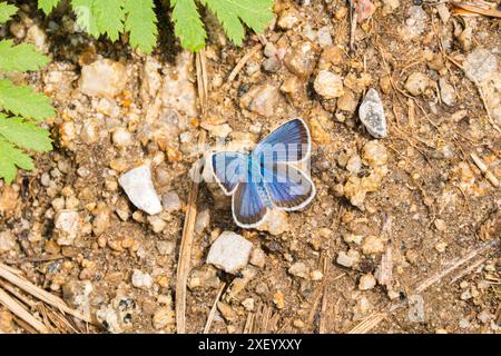 Il blu con borchie d'argento (Plebejus argus) è una farfalla della famiglia Lycaenidae. Foto Stock