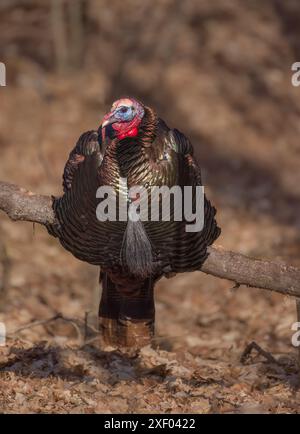 Tom turkey in una serata di marzo nel Wisconsin settentrionale. Foto Stock