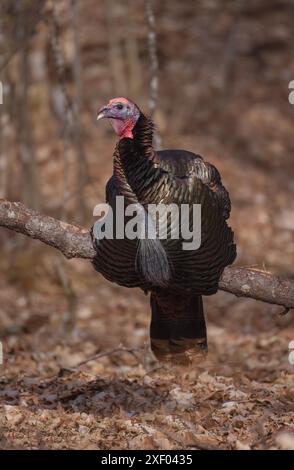 Tom turkey in una serata di marzo nel Wisconsin settentrionale. Foto Stock