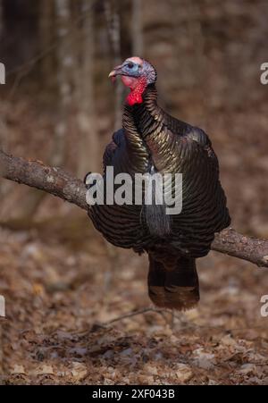Tom turkey in una serata di marzo nel Wisconsin settentrionale. Foto Stock