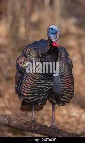 Tom turkey in una serata di marzo nel Wisconsin settentrionale. Foto Stock