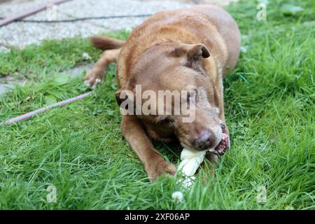 Cane Labrador adulto che gioca con un osso sull'erba verde. Spuntino biologico naturale per animale domestico sano. Foto Stock