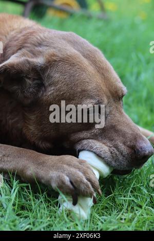 Grande cane marrone che tiene l'osso di mastice in bocca foto all'aperto. Cane anziano Labrador che giace su erba verde e osso da masticare. Foto Stock