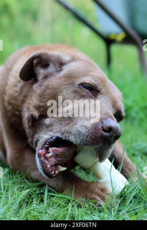 Un bel cane marrone mastica un osso in un giardino. La vita felice del cane anziano. Labrador che si diverte con un giocattolo sull'erba verde. Foto Stock