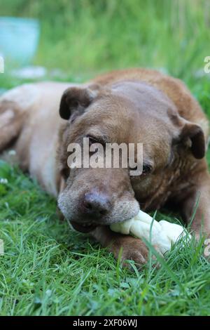 Un bel cane marrone mastica un osso in un giardino. La vita felice del cane anziano. Labrador che si diverte con un giocattolo sull'erba verde. Foto Stock