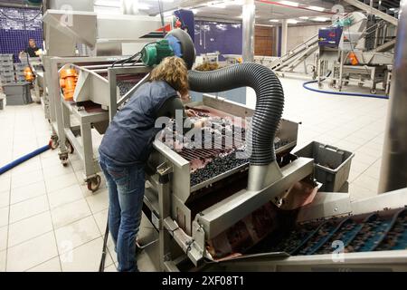 Lavoratori della selezione di uve da tavola, Vintage, Bodegas Baigorri, Tempranillo, Samaniego, Araba, Rioja Alavesa, Paesi Baschi, Spagna Foto Stock