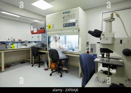 Ricercatore che semina cellule di mammiferi in una sala per colture cellulari dotata di due cappe a flusso laminare, due microscopi, una centrifuga, un bagno d'acqua e tre Foto Stock