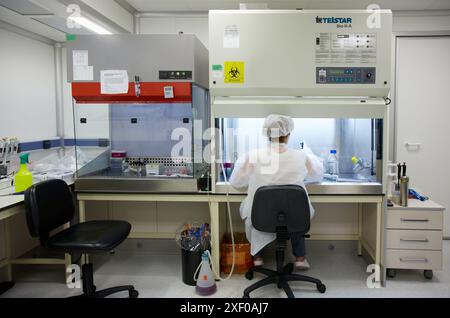 Ricercatore seminando cellule di mammiferi in una sala di coltura cellulare dotata di cappa a flusso laminare, laboratorio di coltura cellulare, unità di tecnologia sanitaria, Tecnali Foto Stock