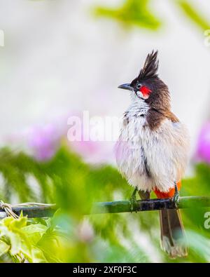 Un bulbul rosso a frusta seduto su un filo Foto Stock