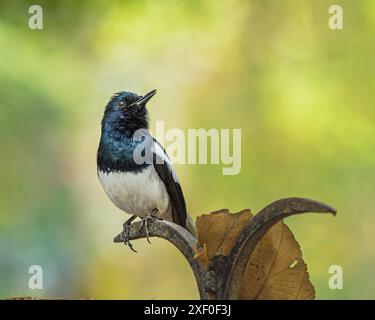 Un Magpie orientale seduto su una barra di ferro Foto Stock