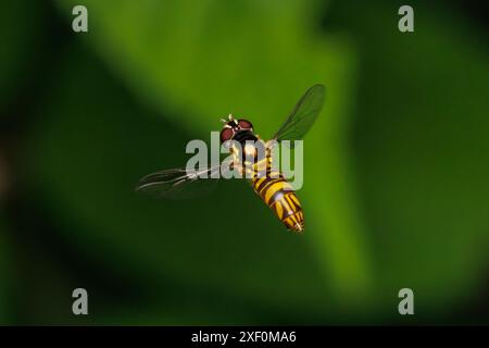 Una femmina Oblique Streaktail (Allograpta obliqua) vola in volo. Foto Stock