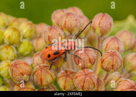 Un coleottero rosso delle alghe (Tetraopes tetrophthalmus) su Milkweek comune (Asclepias syriaca) Foto Stock