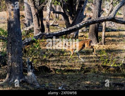Chital, cheetal (asse asse) a Kabini, India Foto Stock
